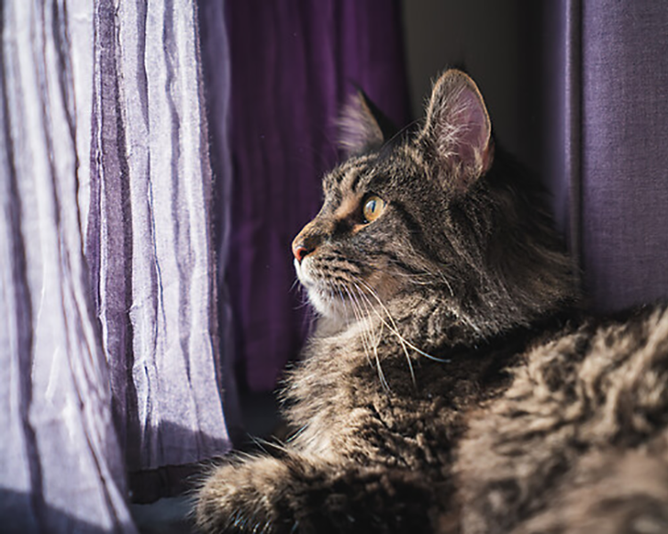 How to Cat Proof (and Dog Proof!) Blinds, Shades & Draperies